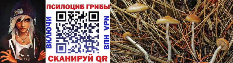 купить наркотики сайты  Новый Оскол  Псилоцибиновые грибы Psilocybe 